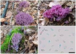 Attēlu rezultāti vaicājumam “Clavulina amethystina”