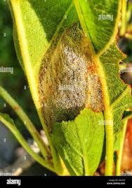 Attēlu rezultāti vaicājumam “Saturnia pavonia cocoon”