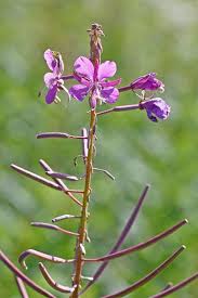 Attēlu rezultāti vaicājumam “Epilobium angustifolium bud”