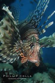Image result for Pterois miles