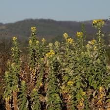 Image result for Helichrysum foetidum