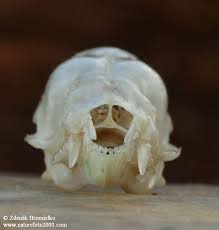 Attēlu rezultāti vaicājumam “Vespertilio murinus”