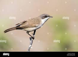Attēlu rezultāti vaicājumam “Sylvia curruca”
