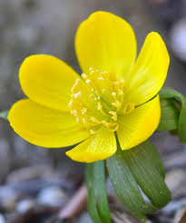 Attēlu rezultāti vaicājumam “Potentilla argentea flower”