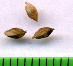 Attēlu rezultāti vaicājumam “Carex acutiformis fruit”