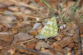 Attēlu rezultāti vaicājumam “Pontia edusa upperside”