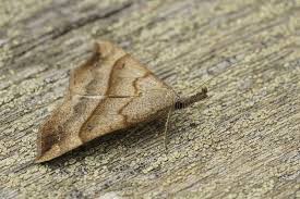 Attēlu rezultāti vaicājumam “Hypena proboscidalis”