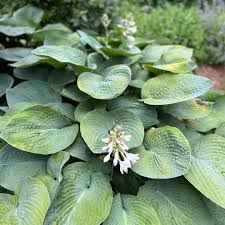 Image result for Hosta sieboldiana 'Elegans'