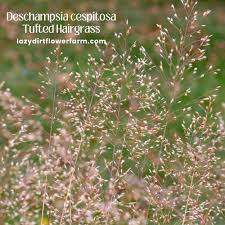 Attēlu rezultāti vaicājumam “Deschampsia cespitosa bud”