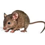 Attēlu rezultāti vaicājumam “Muridae”