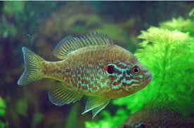 Image result for Lepomis gibbosus