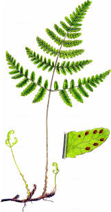 Attēlu rezultāti vaicājumam “Gymnocarpium robertianum”