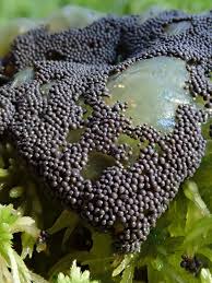 Attēlu rezultāti vaicājumam “Badhamia lilacina”