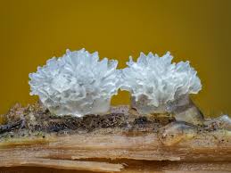 Attēlu rezultāti vaicājumam “Licea testudinacea young”