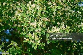 Attēlu rezultāti vaicājumam “Lonicera xylosteum flower”