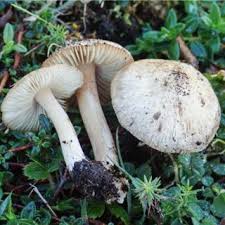 Attēlu rezultāti vaicājumam “Badhamiopsis macrospora macro”