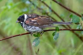 Attēlu rezultāti vaicājumam “Emberiza schoeniclus eggs”