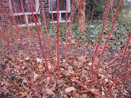 Attēlu rezultāti vaicājumam “Cornus sericea”