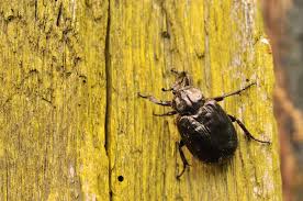 Attēlu rezultāti vaicājumam “Osmoderma barnabita imago”