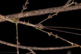 Attēlu rezultāti vaicājumam “Tettigoniodea exuvia”