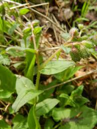 Attēlu rezultāti vaicājumam “Pulmonaria obscura leaf”