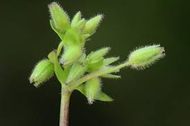 Attēlu rezultāti vaicājumam “Stellaria pallida”