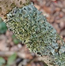 Attēlu rezultāti vaicājumam “Punctelia subrudecta”