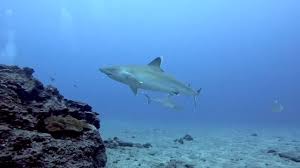 Image result for Carcharhinus albimarginatus
