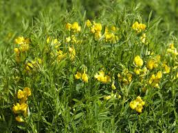 Attēlu rezultāti vaicājumam “Lathyrus pratensis flower”