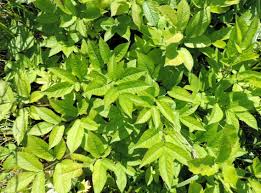 Attēlu rezultāti vaicājumam “Chaerophyllum aromaticum leaf”