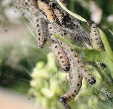 Attēlu rezultāti vaicājumam “Yponomeuta malinellus / cagnagella”