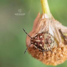 Attēlu rezultāti vaicājumam “Carpocoris sp. nymph”