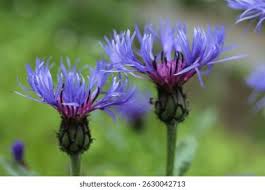 Image result for Flockenblume