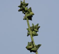 Attēlu rezultāti vaicājumam “Atriplex patula”