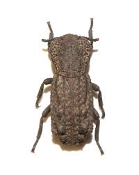 Attēlu rezultāti vaicājumam “Zopheridae”