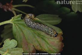 Attēlu rezultāti vaicājumam “Nematus ribesii larva”