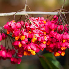 Attēlu rezultāti vaicājumam “Euonymus europaeus”
