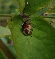 Attēlu rezultāti vaicājumam “Troilus luridus”
