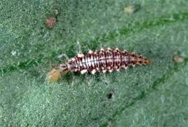 Attēlu rezultāti vaicājumam “Mamestra brassicae exuvia”