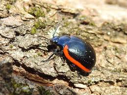 Attēlu rezultāti vaicājumam “Chrysolina sanguinolenta”
