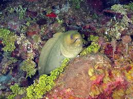 Image result for Gymnothorax funebris