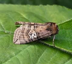 Attēlu rezultāti vaicājumam “Tethea or”