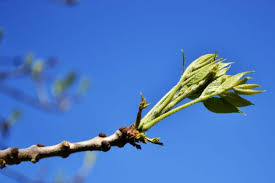 Attēlu rezultāti vaicājumam “Fraxinus pennsylvanica male flower”