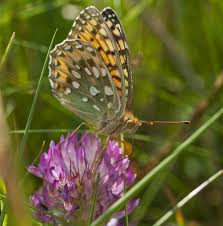 Attēlu rezultāti vaicājumam “Argynnis aglaja”