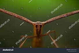 Attēlu rezultāti vaicājumam “Platyptilia gonodactyla imago”