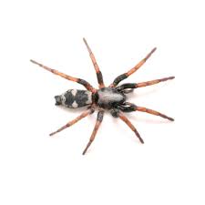 Attēlu rezultāti vaicājumam “Gnaphosidae”