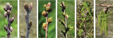 Attēlu rezultāti vaicājumam “Quercus robur bud”