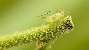 Attēlu rezultāti vaicājumam “Aphididae”
