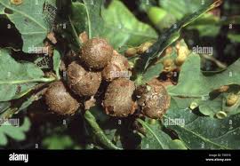 Attēlu rezultāti vaicājumam “Andricus quercuscorticis”