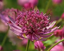 Attēlu rezultāti vaicājumam “Astrantia major flower”